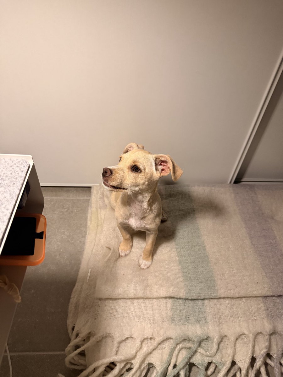 asaqurs's tweet photo. Coucou les copains 

Est-ce que parmi vous, il y aurait des connaisseurs en races de chiens qui pourraient m’aider à deviner de quelles races mon chiot pourrait être issu ? 🤔

Je suis curieuse d’avoir vos avis, même si ce ne sont que des suppositions 🥰 https://t.co/MIRExhAs5G