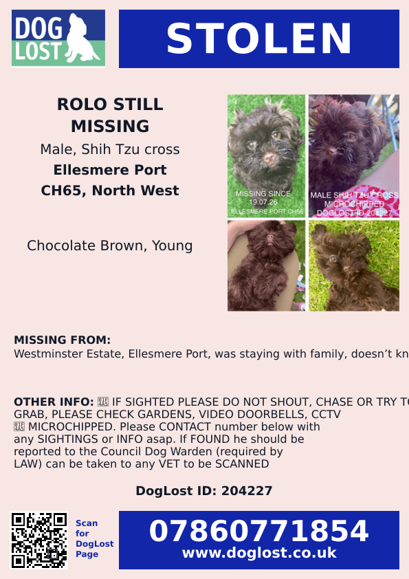 millypod1's tweet photo. UPDATED TO #STOLEN PLEASE SHAREπ’
π19 JULY 2026 #Lost Rolo #ScanMe
YOUNG Shih Tzu Cross Male #PUPPY
Westminster Estate #EllesmerePort #Cheshire #CH65
https://t.co/5icogEZ7lT https://t.co/9w3qIC6FJF