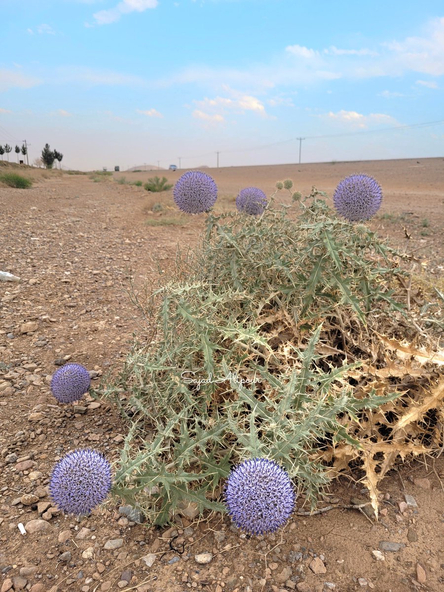 SajadAlipour98's tweet photo. Echinops cephalotes
Asteraceae
Iran Esfahan Shahreza
June 2026
Elevation 1700m
Iran is a major center of diversity for the genus Echinops, with 72 species recorded in the Flora of Iran, including 57 endemic species.
#Echinops #Asteraceae #wildflowers #botany https://t.co/UWQEtrom4s