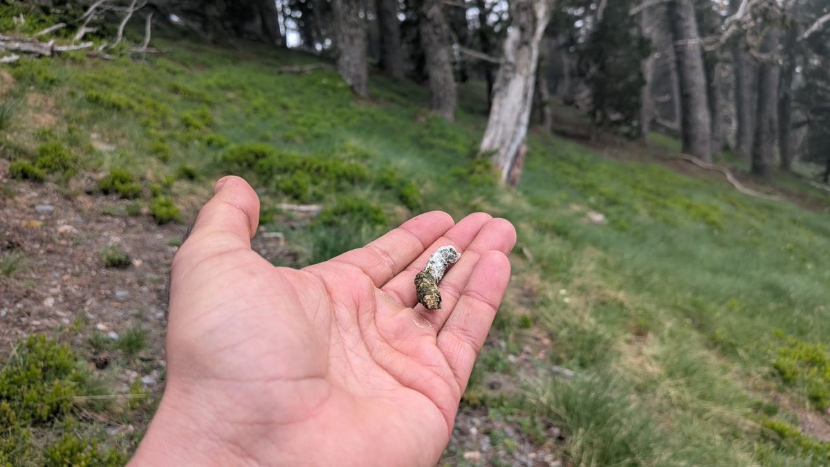 arnautomo's tweet photo. Quan els boscos envelleixen, s’obren. Deixen de ser masses denses i pobres per convertir-se en espais complexos plens de vida. Moren grans arbres, la densitat de peus davalla i el bosc es transforma en un mosaic de clarianes, arbres decrèpits, claps madurs i zones en transició. https://t.co/zGJetbKycS