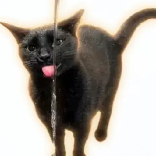 ithinkimsic's tweet photo. Many random coins as of recently have been getting MM'd to absurd amounts of market caps 

Many traders refer to this as "The Faucet" 

This has been happening so often, why don't we just run this cute "Faucat"?
https://t.co/1zKFpTxs6S