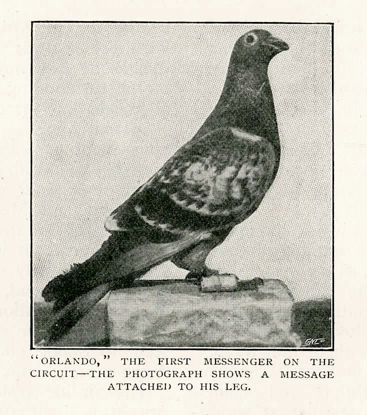 Timeless_Vis's tweet photo. During World War I, a homing pigeon named Cher Ami saved the lives of nearly 200 trapped American soldiers despite being severely wounded in enemy crossfire. https://t.co/LGbybiucVo