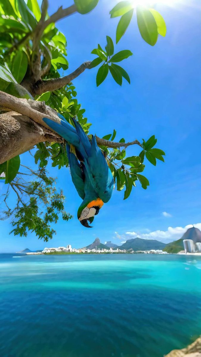 oceannvibe's tweet photo. Brazil https://t.co/tY2LHWk2kr
