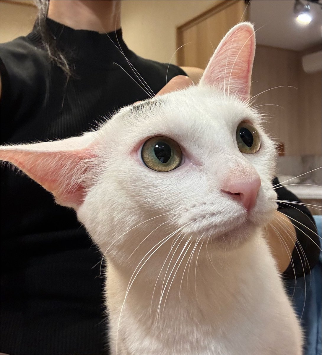 hinachan2004's tweet photo. アタシを飼いたいって言ってくれてるのに、おすすめからまた外したわ、この人…
風邪が先住黒猫に移るかもって…
また呼吸困難になるかもって…
正直過ぎて困るわ…
#里親募集中止中 https://t.co/eY7etM7luq