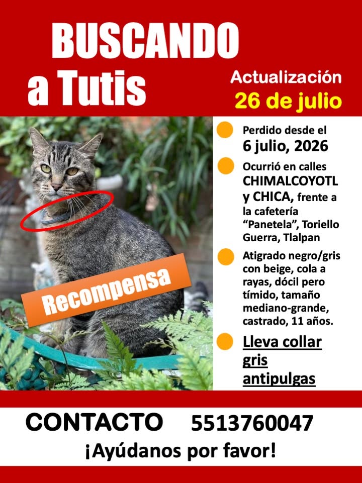 _PatriciaAnaya's tweet photo. #SOS #CDMX #Tlalpan #TorielloGuerra #Gato #Tutis #Perdido CONTINÚA LA BÚSQUEDA DE TUTIS EN ZONA TORIELLO GUERRA, TLALPAN, POR FAVOR SI LO HAS VISTO CONTACTA A SU MAMÁ PARA QUE PUEDAN REENCONTRARSE PRONTO. GRACIAS. TU #RT PUEDE MARCAR LA DIFERENCIA!!! https://t.co/LV7IEKygY9