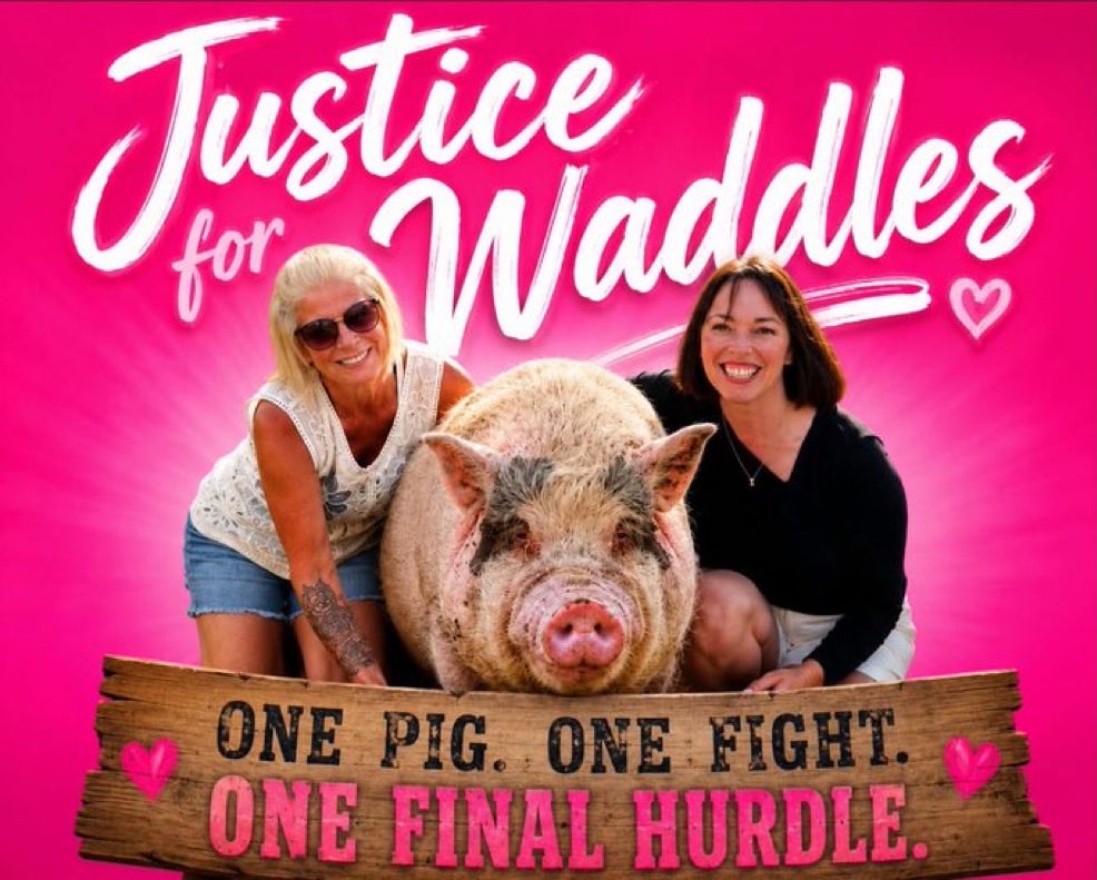 AnsemJrrlqw's tweet photo. @a1lon9 @TradingTerminal Next animal runner is $Waddles owner onboard 
Theres a court case this week 
News and updates will keep ongoing 

If she mentioned that a coin on pumpfun donated thousands to her it’s free advertisement for you 

EbzAM6hw7MQP8VNiwixoc5mgW18NkR348HFxVMHypump https://t.co/IxPDpCU642