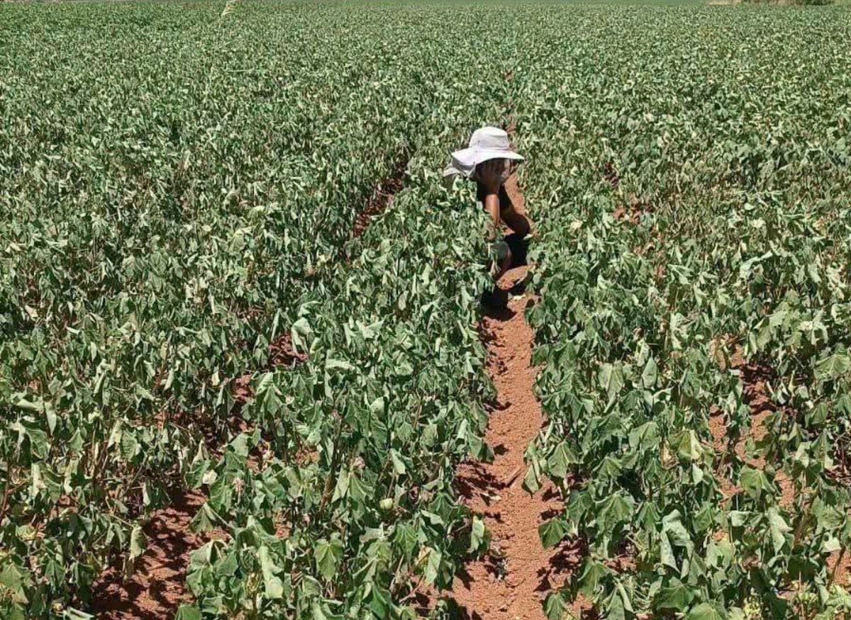 karadagferhatt's tweet photo. Şanlıurfa'mızın simgesi pamuk, beyaz altın!
Bir özel elektrik şirketi koskoca millî serveti nasıl mı heba etti?
 İşte böyle... #Dedaş https://t.co/jGevVRoxcF