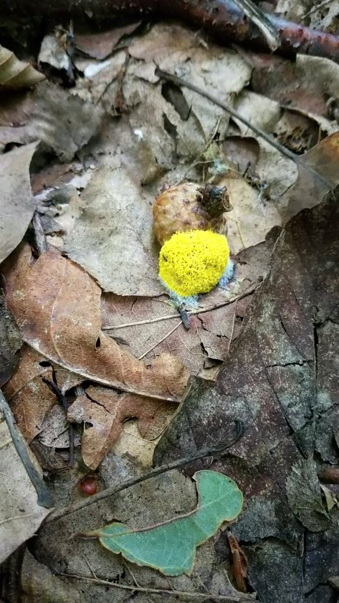 LX8111's tweet photo. #SlimeMoldSunday and #SundayYellow. Dog vomit slimemold after the rain. #GelbeLohblüte #FuligoSeptica #DogVomitSlimeMold #SchleimPilz #SlimeMold https://t.co/rkf1iSRq8G