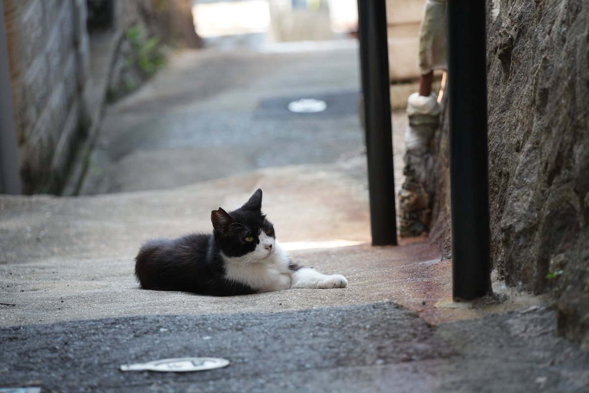 triphoneyclover's tweet photo. 細い道を歩いていると定期的に猫との遭遇
通りたければ撫でていくにゃあ

#はにーの写真館 https://t.co/fFMNgIdpUm