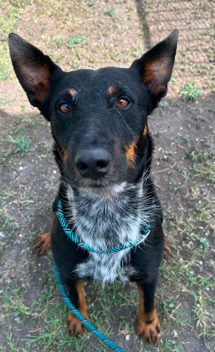 LisaBrabson's tweet photo. RORY #A388183 2yo
Stunningly beautiful RORY hasn't got much attention so he REALLY needs our HELP!
1 of a kind Cattledog-mix,bright,happy face,loaded with personality &amp; love,special boy
Plz HURRY to #CorpusChristiACS &amp; #ADOPT this darling boy!
Plz #Foster or #Pledge4Rescue #TX https://t.co/ZTqdDwgox5