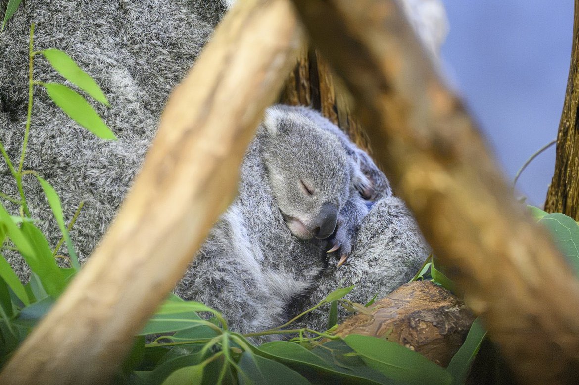 Vi5_koala's tweet photo. すやすや赤ちゃんでおやすみなさい💤🌙
#横浜市立金沢動物園 #コアラの赤ちゃん https://t.co/YGzfITQl4g