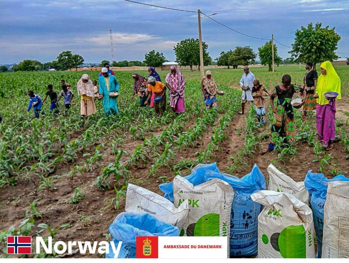 PnudTogo's tweet photo. @DKAmbGhana @UNDPAfrica @GouvTg @refedsavanes @BintaSanneh2 @UN_Togo Un appui qui renforce la sécurité alimentaire, les revenus et la résilience des communautés des Savanes.
#PNUDTogo #PréventionExtrémismeViolent
"Avec les semences et l’engrais reçus, l'espoir renaît. Nous savons que cette année sera différente des années passées" temoigne Adissa https://t.co/MSmEoBUfyT