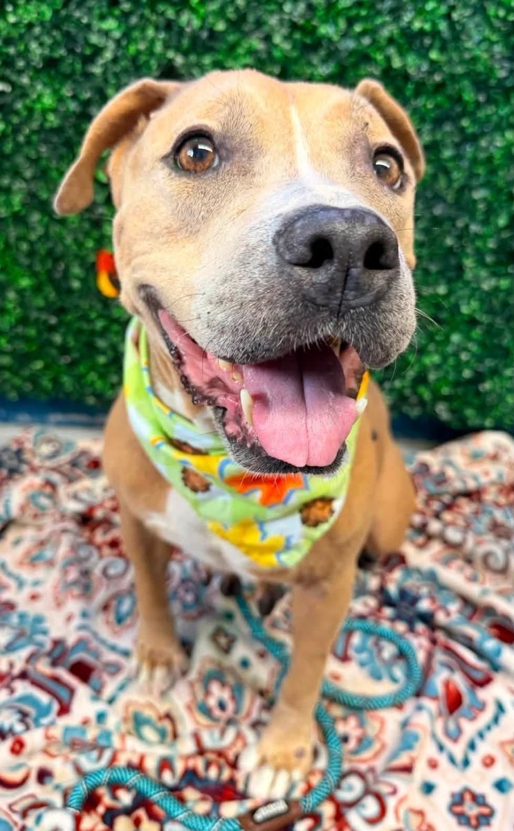 LisaBrabson's tweet photo. U just don't get any cuter than CHINA #A351416 6yo
She is a wee potato 🥔 of a girl, so much love in those beautiful eyes!
She is a wee lovebug that will cuddle or play the day away!
Fabulous personality,Absolutely adorable!
Plz #Adopt #Foster or #Pledge4Rescue
#CorpusChristiACS https://t.co/o03E8YoL0s