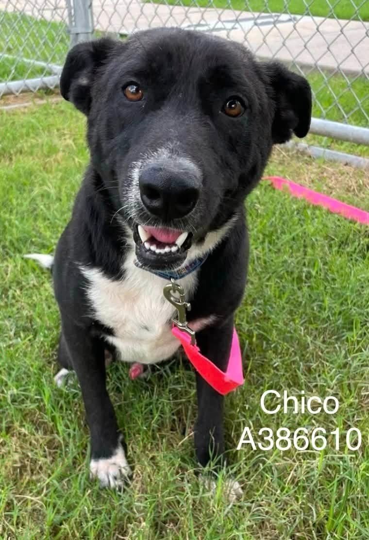 LisaBrabson's tweet photo. Happy little soul CHICO #A386610 2yo,has no idea he could b KILLED any moment 😭
How could u hurt this baby?
So gentle,cheerful,loves life &amp; everything in it!
WE have to save him ❤️ 
Plz ⌛️ #Adopt #Foster or #Pledge4Rescue 
Go to #CorpusChristiACS ADOPT for $25 
Plz Retweet ⌛️ https://t.co/JN3MJaDXJr