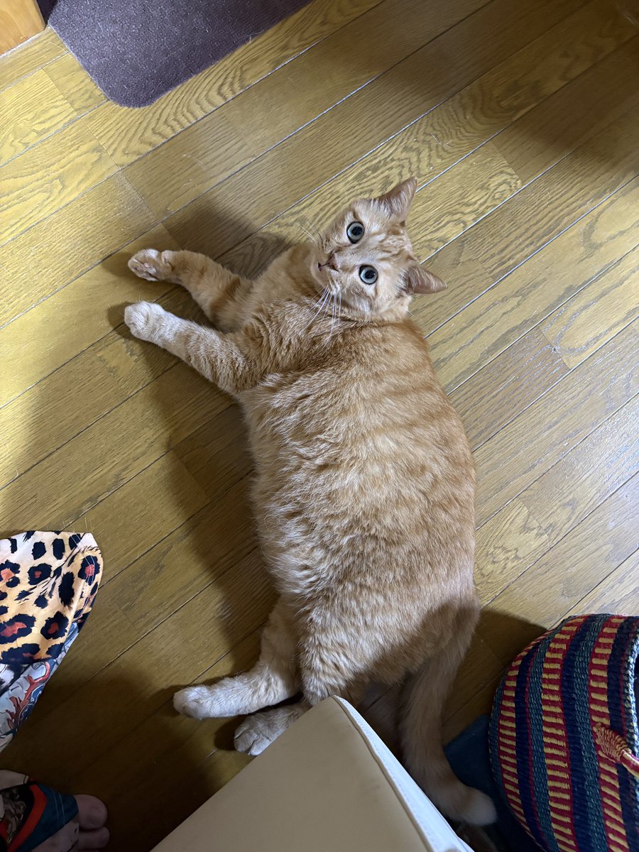 元祖バケネコきのこ🐈‍⬛ (@necoballoon) / Posts / X