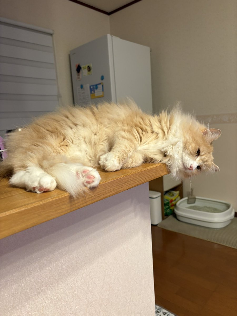 bibisuke7426's tweet photo. びばん終わっちまたにゃー https://t.co/6z6tdM3E0a