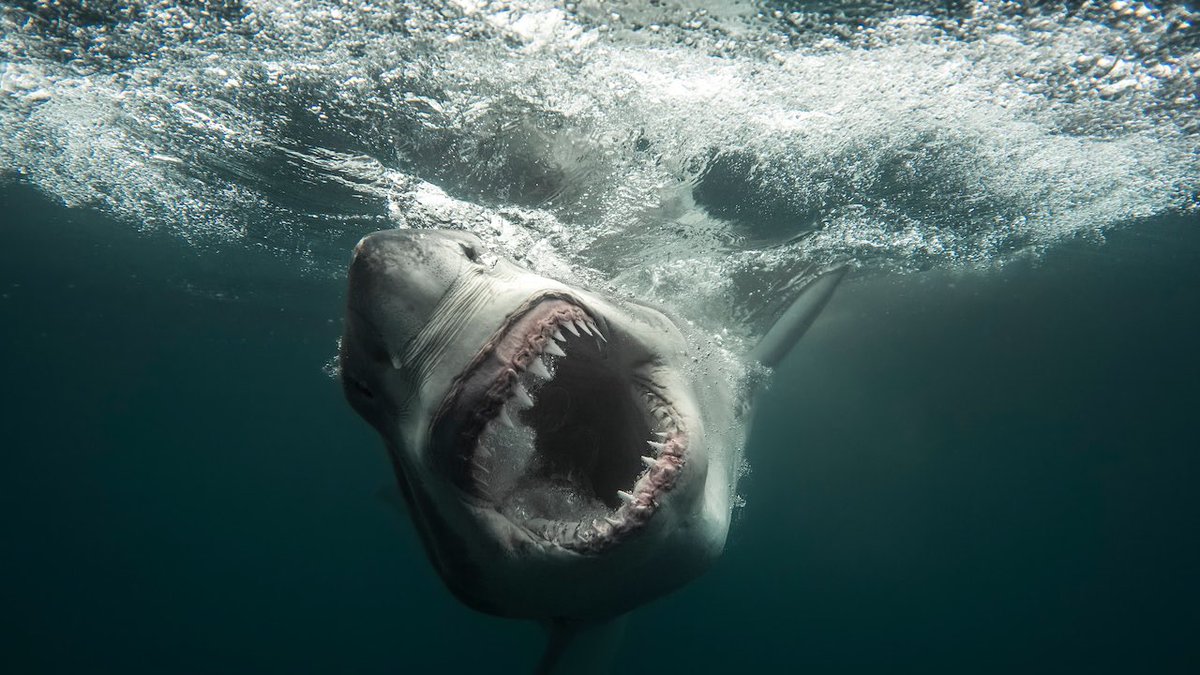 baker_girlie's tweet photo. Shark Week starts tonight! 

It’s been a long standing tradition for me and my family. We take the time out to sit and watch it all together. This will be the first time that I get to watch and enjoy this family tradition with my children in 8 years. I am so excited! It’s important to spend time together and stay connected as a family. They are grown now, yet they have continued on with this tradition since the very first Shark Week that started many decades ago. Unfortunately, illness and distance prevented me from participating with them. 

Shark Week 2026 runs from Sunday, July 26, through Saturday, August 1, featuring 20 new premieres. 
Airs nightly starting at 8:00 PM ET/PT on the Discovery Channel.