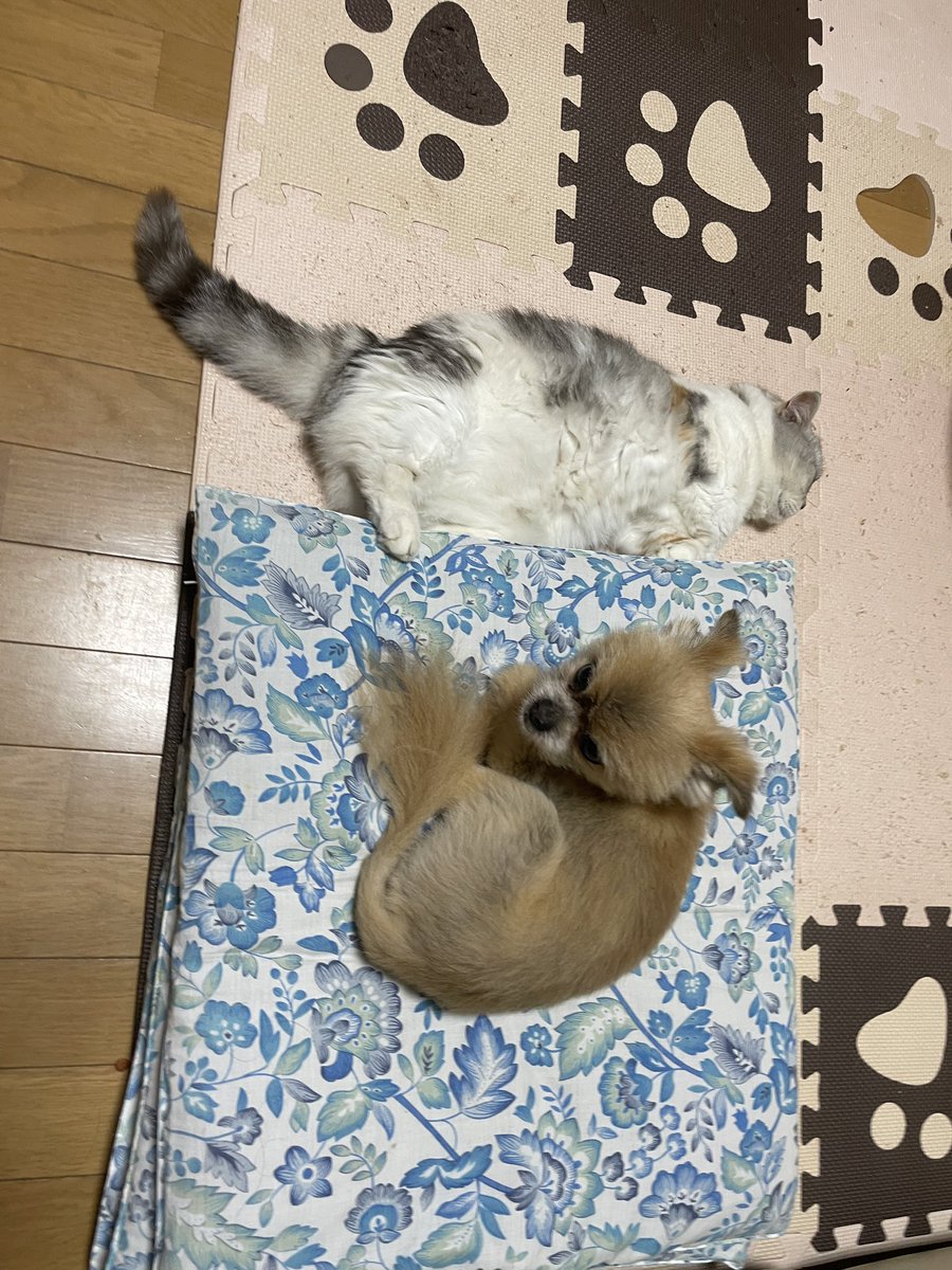 kluger5551's tweet photo. 近くで一緒にいるのは珍しい https://t.co/YqPkvvAqaA