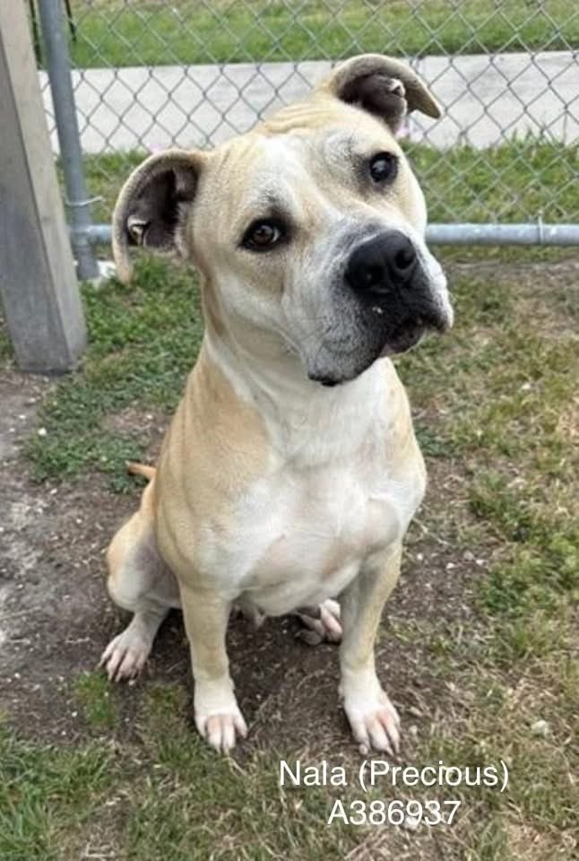 LisaBrabson's tweet photo. NALA #A386937 3yo
Creamy colored sweetheart, with those dark soulful,intelligent,eyes!
She is  a Dreamy little Diva with a heart of gold 💛
She will fill your life with unconditional love, if u just save hers!
Plz hurry to #CorpusChristiACS #ADOPT #FOSTER OR #PLEDGE4RESCUE #TX https://t.co/JgxhsQPZas