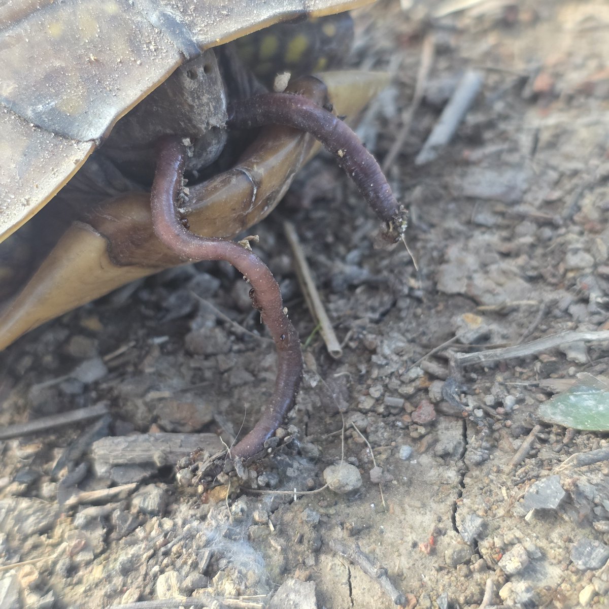 GabrielSwaidner's tweet photo. Turtle eat worms! https://t.co/eCymc6sRLU