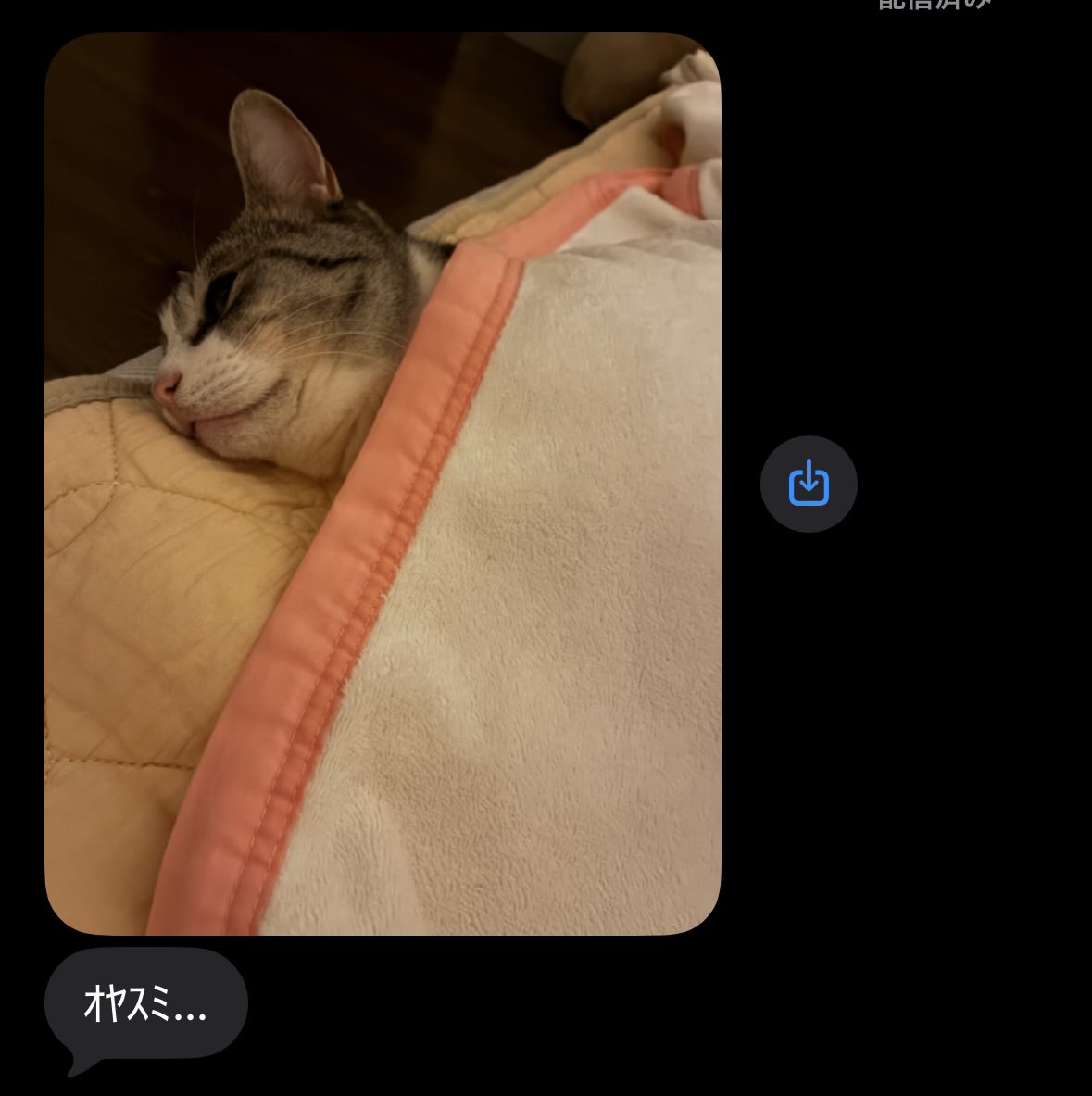 こいもちゃん🐈 tweet media