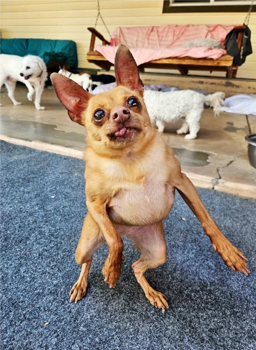 Cricket The Dog tweet media