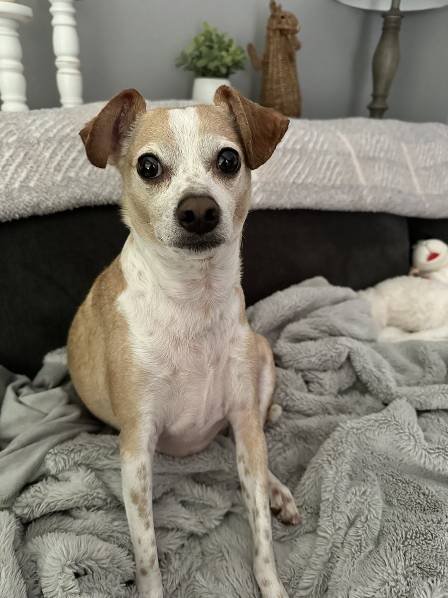 andie_paws's tweet photo. Good morning and happy Sunday frens! It’s a a bit cloudy 🌥️ today, may see a little rain and humid. I’ve had breakfast and walkies. Now I’m going to be comfy on the couch and playtime when I feel like it. Have a great day, be safe frens 🐶 https://t.co/hfHny5uOQj
