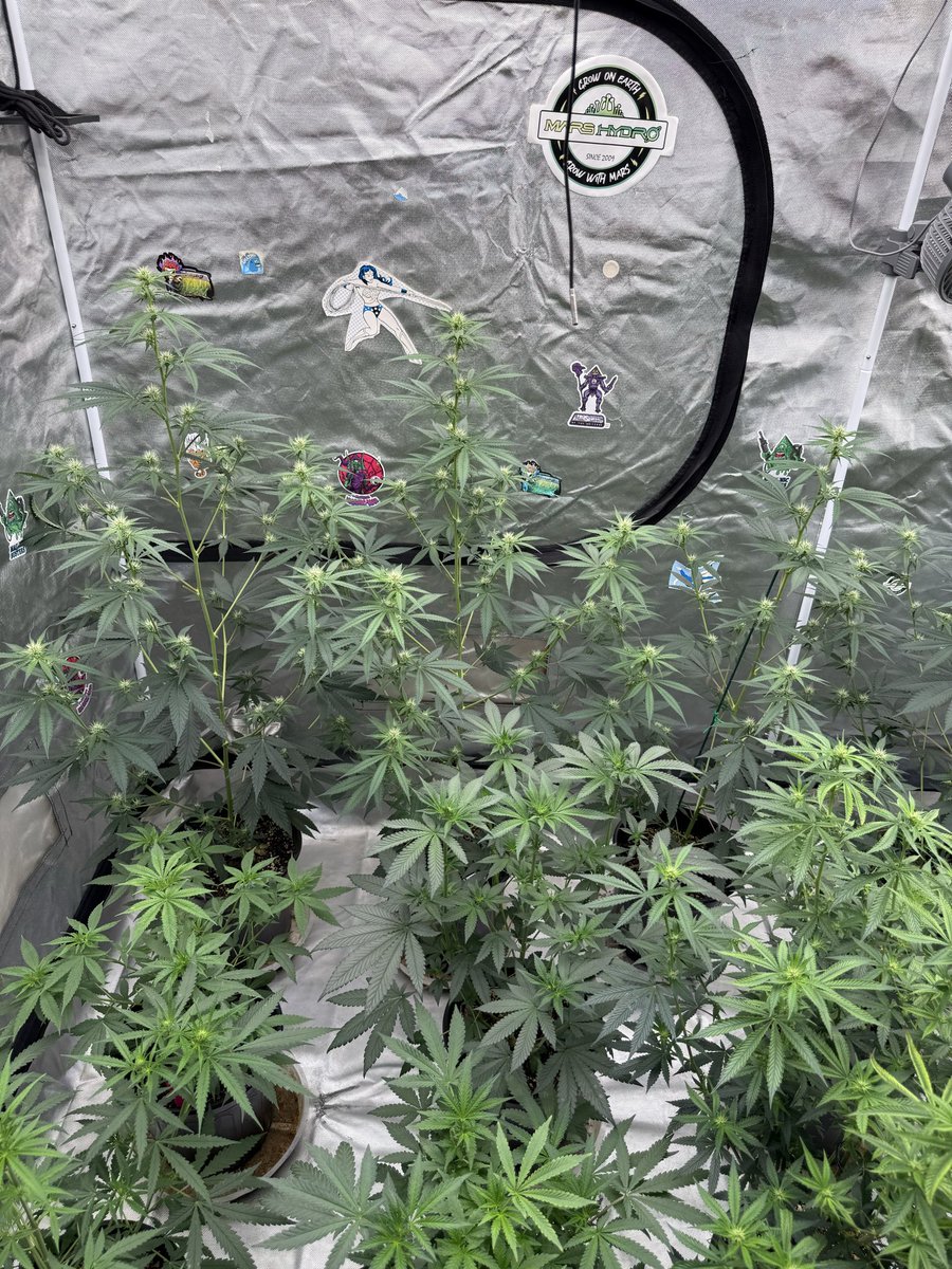 JStJ84622025's tweet photo. Happy Sunday growmies #letsgrow #kraftTerps https://t.co/gGezgSNTVA