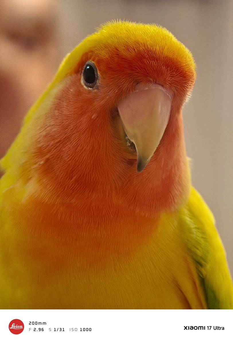 PNDMMH's tweet photo. #コザクラインコ ＃xiaomi #xiaomi17ultra https://t.co/Pu99talC7V