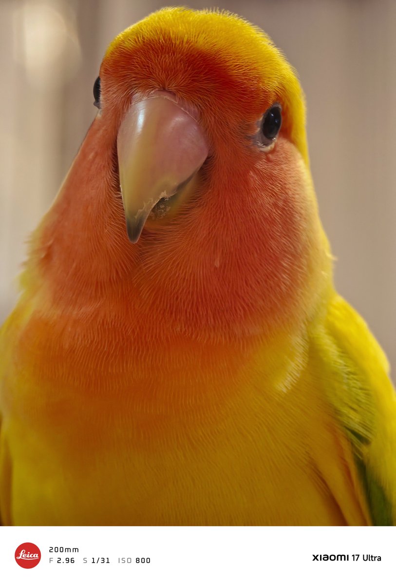 PNDMMH's tweet photo. #コザクラインコ ＃xiaomi #xiaomi17ultra https://t.co/Pu99talC7V