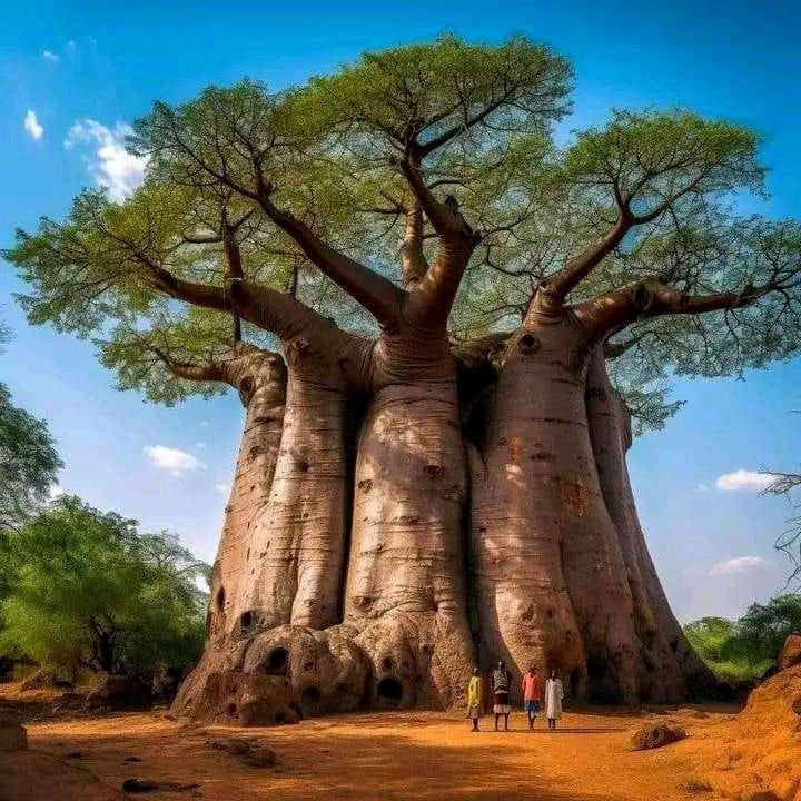 cabinsmountain's tweet photo. The baobab tree grows in parts of Africa, including South Africa, Senegal, and Madagascar. It can grow to over 140 feet tall and more than 50 feet wide. Some baobab trees are believed to live for over 5,000 years. People have used their massive hollow trunks for various purposes, including toilets, and even houses, while the trees continue to live. The baobab is often described as an extraordinary and long-lived tree, and it produces nutritious fruit that is valued for its health benefits and is believed to help with various ailments.
