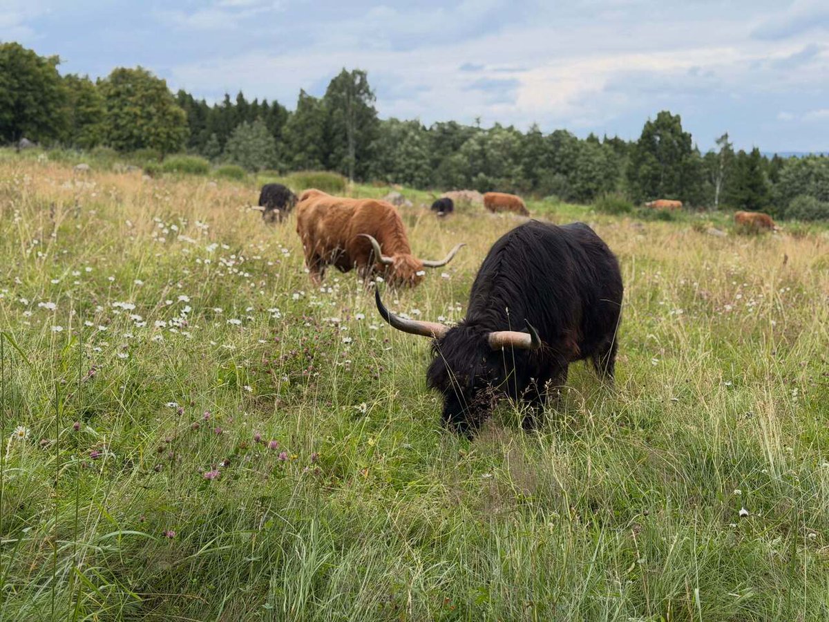 SaarelaHC's tweet photo. Highland Cattle photo of the day https://t.co/prEVXYz4nj