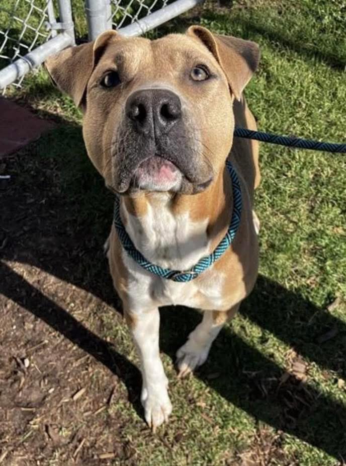 SamfromSpain's tweet photo. Young MAPLE #A386996 hasn’t lost all hope..YET
Because she doesn’t know her⏰’s running out!
Lost her pups/self esteem
Now she cud lose her life at any time @ Corpus Christi AC!
Gentle &amp; always sweet!
#ADOPT
#FOSTER 
PLEDGE
#RESCUE
Her needless death is NOT an option! https://t.co/wpuWzSzRpP
