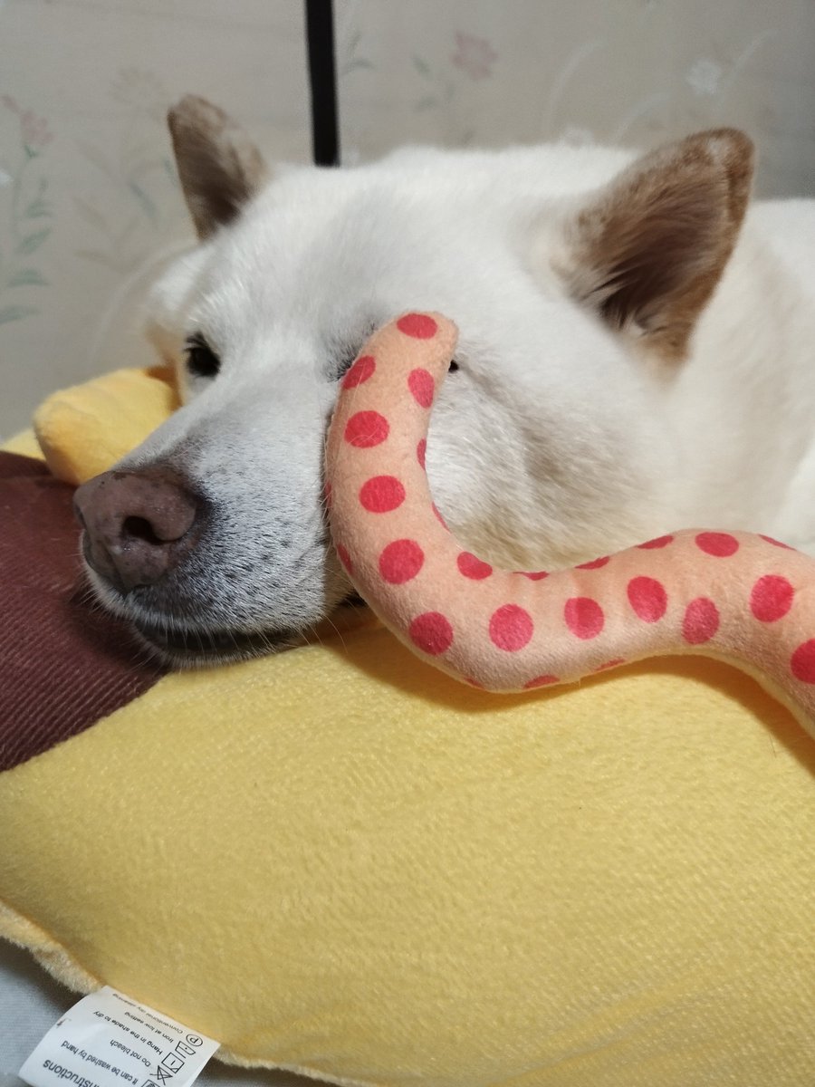 SPKING_1029's tweet photo. お休みなさぁい🐾
なにやっとん？？？それで寝れるのねん犬🐾
#柴犬の魅力を発信 
#柴犬を崇めよ 
#柴犬のんびり 
#柴犬
#白柴犬
#柴犬が好きすぎるでつかっていいよ https://t.co/GNMiI5KZAU