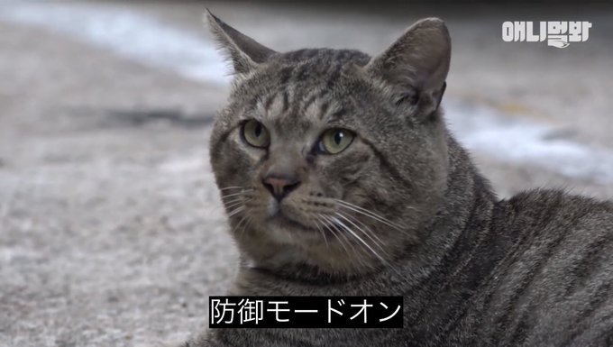 ベルジ288 tweet media