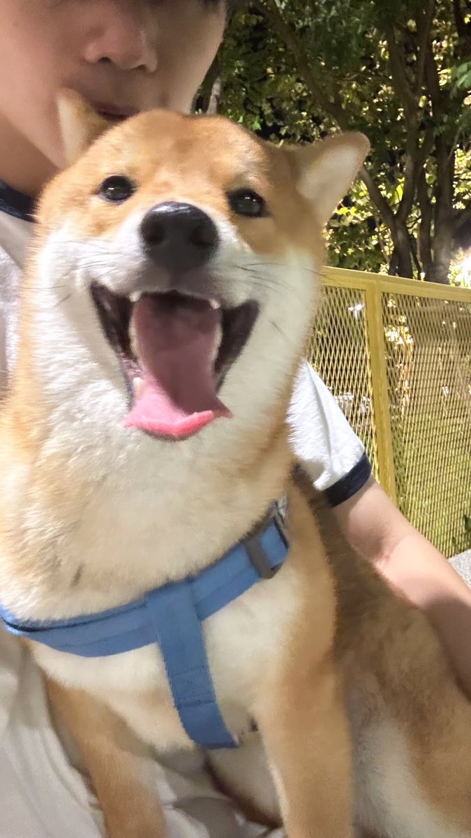 homeofhugh's tweet photo. : 260726 🐕💚

— hugh.hype IG story update ♡

#hughstagram 🐈‍⬛ ⟣
#hughhype ෆ @Hughhype https://t.co/sVwwU4Rp8E