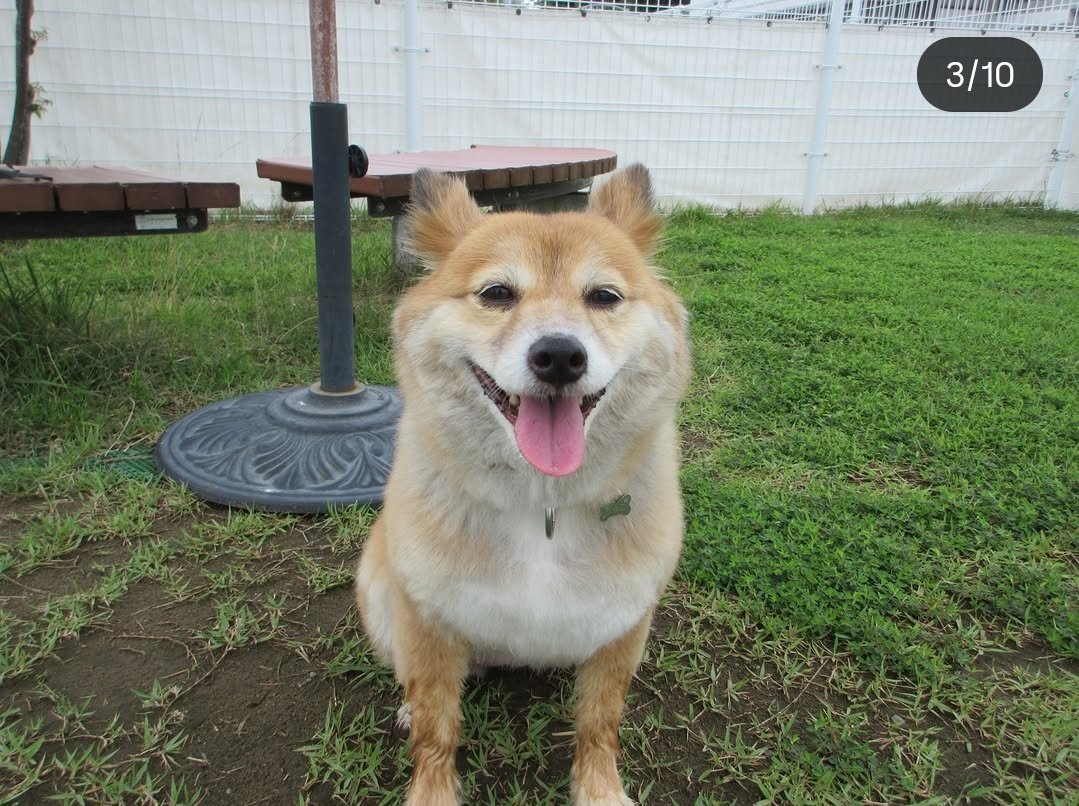82Mihooooo's tweet photo. 昨日はドッグランに行きまして…そこで撮ってもらった写真が美人すぎて…(親バカひどい😂)職員さんの前では絶対お水に入らなかったけど実は大好きです💕でも足首まで(笑) https://t.co/5V6AQ9jnJZ