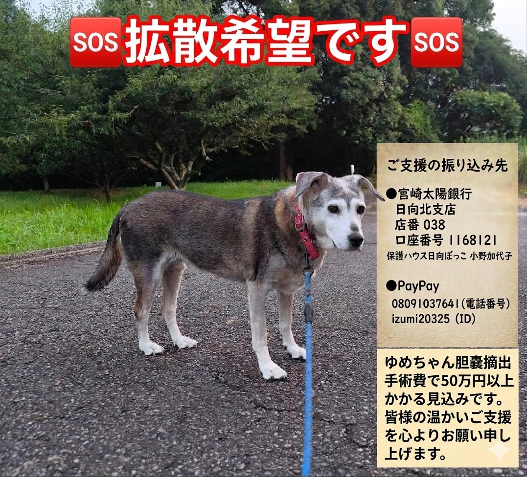 izumi20325's tweet photo. ７月２６日

🆘緊急・拡散希望🆘 
ゆめちゃんを助けてください‼️

保護犬のゆめちゃんが命に関わる胆嚢の病気を患い現在入院中です。
早ければ明日、急遽、胆嚢摘出手術を行うことになります。
手術費用は50万円を大きく超える見込みです。
これまでにも、たくさんの猫ちゃんたちの医療費が必要になるたび、皆様から温かいご支援をいただきながら、不足分は私がどうにか工面して繋いできました。
しかし、度重なる医療費により現在のハウスの資金は完全に底を突き、もうどこからも工面する手立てがないのが現状です。
私の力不足でこのような事態になり、悲しく、どうしようもない情けない気持ちでいっぱいです。
皆様にばかりご負担をおかけすることを、心よりお詫び申し上げます。
現在のゆめちゃんは、自発的な食欲はなく、少しずつ給餌をしてどうにか食べてくれている状態です。
幸い嘔吐はなく、排尿はしっかりありますが、明日の手術に向けて体力を維持できるよう必死に耐えています。
「もう一度、ゆめちゃんに元気にお散歩をしてほしい」その一心で、大変不躾ながら、再度皆様に医療費のご支援をお願いせざるを得なくなりました。私の勝手なお願いで本当に申し訳ありません。
明日の手術を乗り越えゆめちゃんの命を繋ぐために、どうか、どうか皆様のお力添えをよろしくお願いいたします。
画像の口座、またはPayPayよりお気持ちを託していただけますと幸いです。