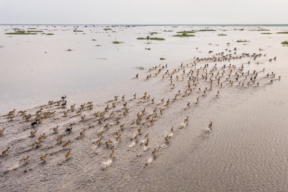 AfricanParks's tweet photo. A historic day for South Sudan

The UNESCO World Heritage Committee has officially inscribed the Boma-Badingilo Migratory Landscape on the #WorldHeritage List, making it South Sudan's first World Heritage Site. 

Home to the Great Nile Migration, where an estimated six million antelope move across its savannahs, wetlands and floodplains each year, the recognition acknowledges the landscape's Outstanding Universal Value

Congratulations to the people and Government of South Sudan, as well as the institutions and partners who have helped put this extraordinary landscape on the World Heritage map. 🎉

#WorldHeritage #UNESCO #SouthSudan #GreatNileMigration #Conservation #AfricanParks