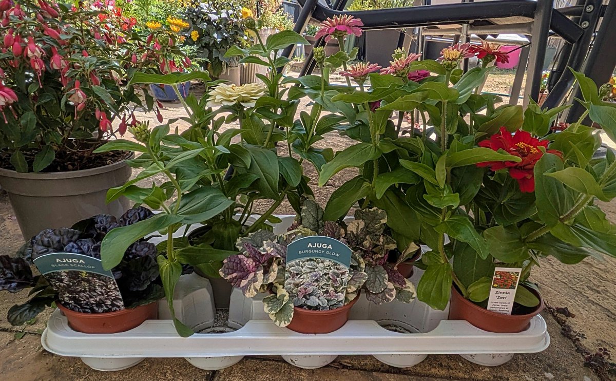 clothesfreeuk's tweet photo. Day 3 of 4 Out and about looking around and another garden centre and more plants 😂
#gardening #garden #pots #plants #watering #clothesfreeliving #naturalgardening #daysoff #househunting https://t.co/ngY7PrbGaW