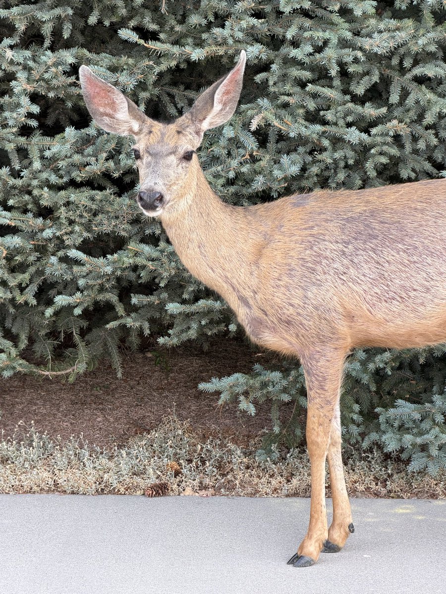 MagazineMa37006's tweet photo. People ask if we’re actually a printed magazine. Tens of thousands of copies, hand-delivered to Wasatch Front driveways — and yes, the deer supervise. 🦌 https://t.co/EAkyFDrBb4