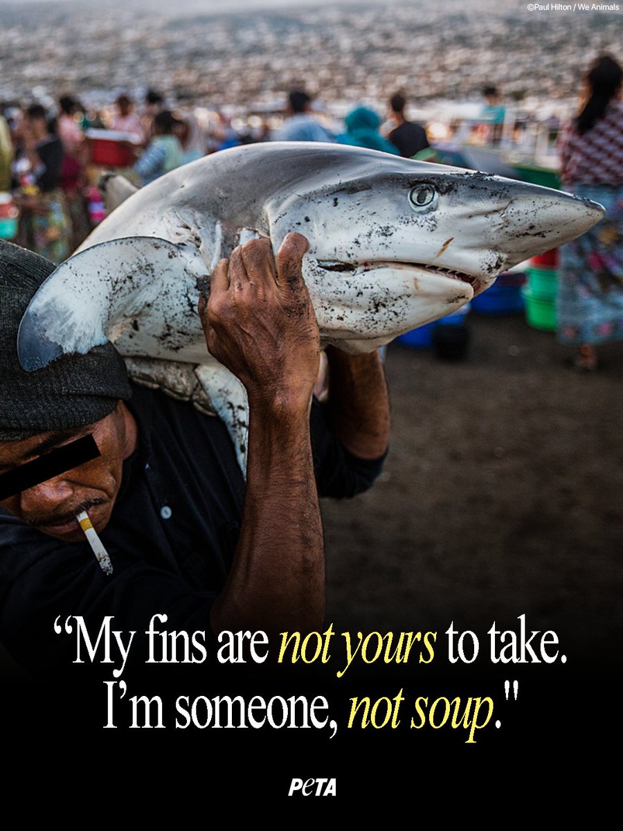 peta's tweet photo. Fins belong on sharks, not in your soup 🦈 Remember that while traveling this summer. Sharks feel pain, fear, and a desire to live, just like any other animal.
If you see shark fin soup on a menu, leave it there. https://t.co/wmucjVkdv3
