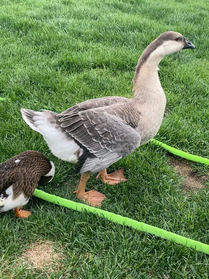 duckingwithbert's tweet photo. Big bro “goose” figured out how to get on to the deck…. And even wandered into the house!! #duck #ducks #ducksofinstagram #ducklife #pets
#duckling #duckofinstagram #ducklings #petduck
#ducklove #ducklover #ducklover
#littleduck #ducky #Ente #eend #Enten #eenden… https://t.co/yfsiy561Hw