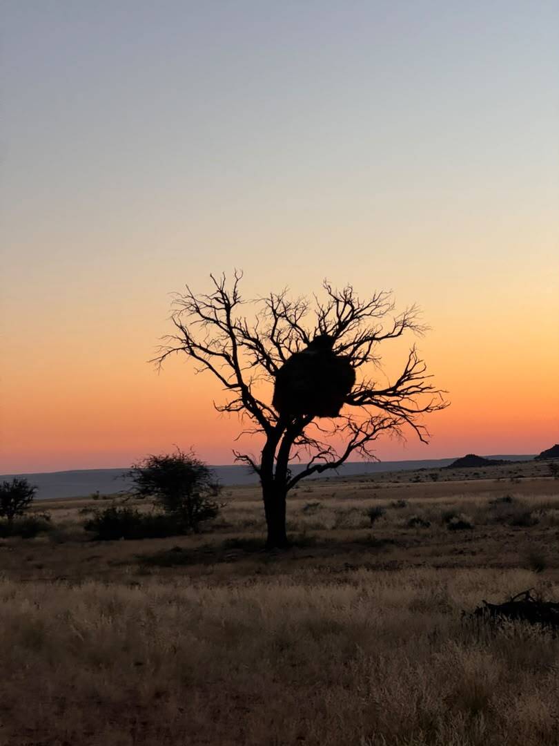 GondwanaLodges's tweet photo. The beauty of the Namib doesn't end at sunset, it simply changes.โจMake Luna Namib Collection your next getaway: https://t.co/UhGunpTvIN
๐ธ: Natascha
#LunaNamibCollection #NamibDesert #VisitNamibia #GondwanaCollection #DesertSunset #GoldenHour #LuxuryEscape #DiscoverNamibia https://t.co/7aX5p6JYdU