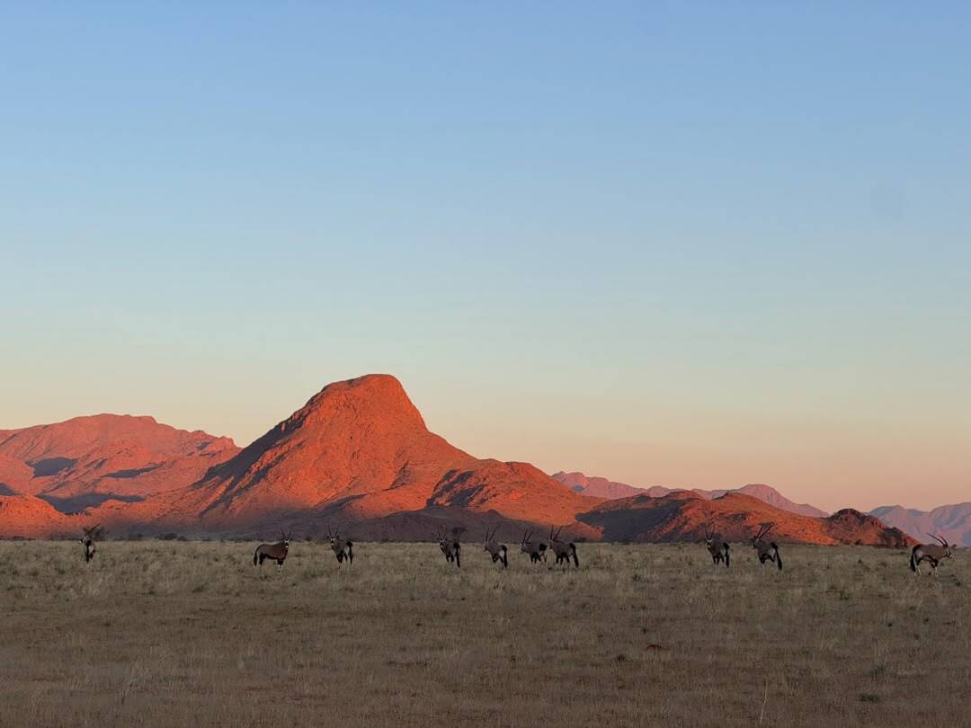 GondwanaLodges's tweet photo. The beauty of the Namib doesn't end at sunset, it simply changes.โจMake Luna Namib Collection your next getaway: https://t.co/UhGunpTvIN
๐ธ: Natascha
#LunaNamibCollection #NamibDesert #VisitNamibia #GondwanaCollection #DesertSunset #GoldenHour #LuxuryEscape #DiscoverNamibia https://t.co/7aX5p6JYdU