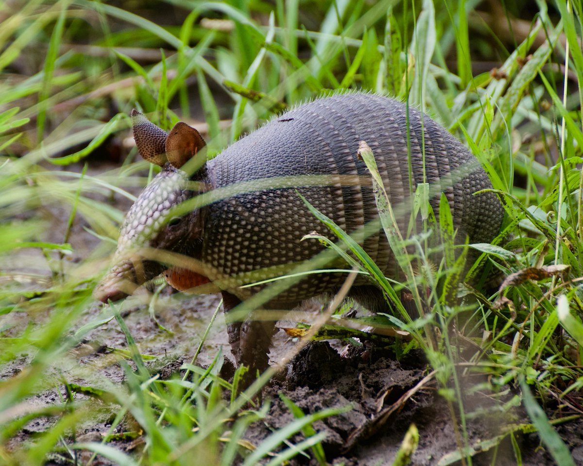 ACPenrose's tweet photo. Not something you expect to see in Kansas - a 9 Banded Armadillo. They're the only mammal that always gives birth to identical quadruplets

#Armadillo #WildlifePhotography #KansasWildlife #NaturePhotography #photochallenge https://t.co/kS6t0t43F3
