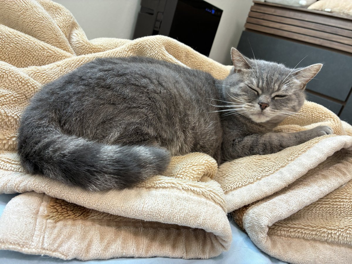 SunLuna2021's tweet photo. どうも。こういう毛質のデブです。笑
#ブリティッシュショートヘア
#猫好きさんと繋がりたい https://t.co/XlAmrD5Nil