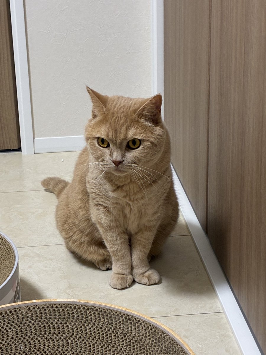 SunLuna2021's tweet photo. どうも。こういう毛質のデブです。笑
#ブリティッシュショートヘア
#猫好きさんと繋がりたい https://t.co/XlAmrD5Nil