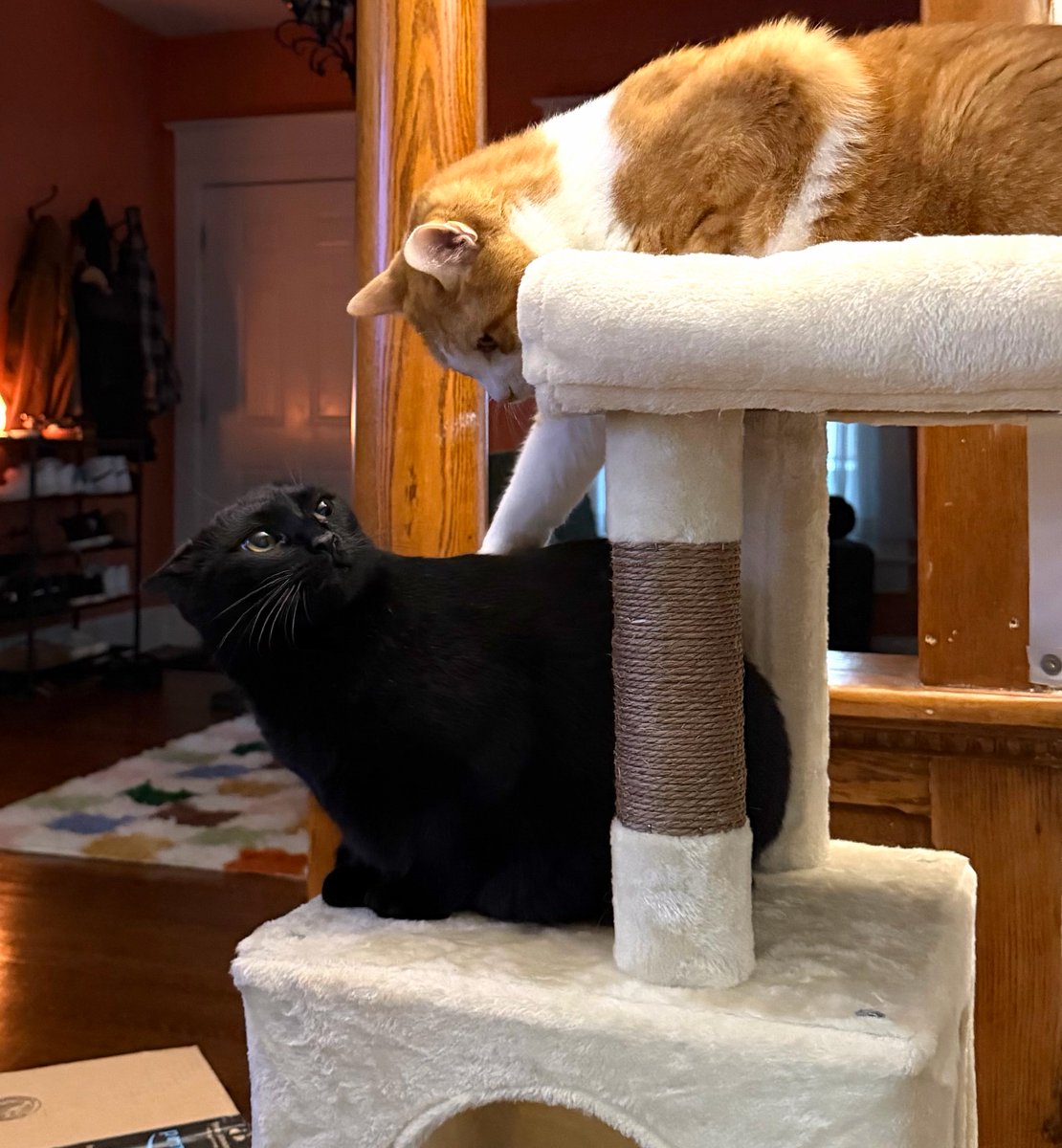 mgsood's tweet photo. Satine got on the tree and Obi wasn't having it so he started swinging and she made this face 😭 https://t.co/QLhV6hxnnv
