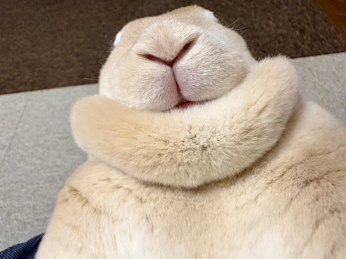 booboousag's tweet photo. うさぎの「Ｙ」！
可愛くて仕方ない https://t.co/FdQyVdSzdu